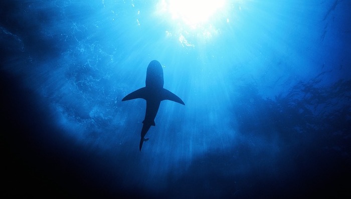 外资投行全面入华，这一次来的是鲨鱼还是鲶鱼？