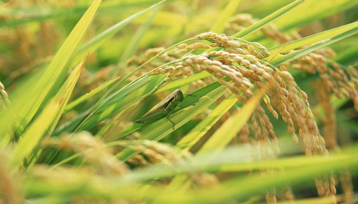 孵化高峰在即中国专家赴巴治蝗，现场解剖研究生物防治