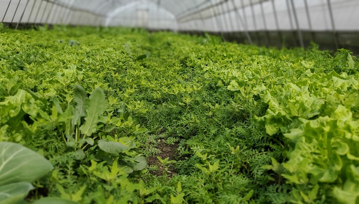 有机菜就是“奢侈品”？3、4元也能吃到的平价有机菜来了