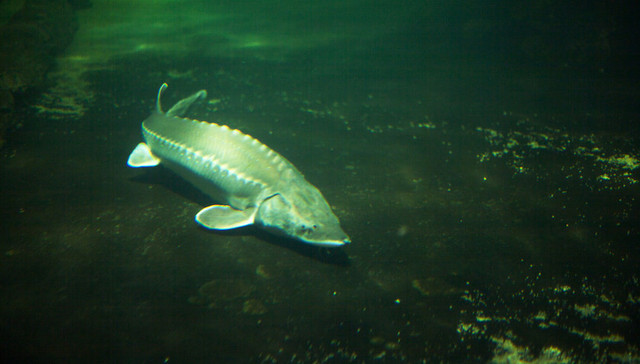 上海,中华鲟,保护条例,物种立法,上海市人大常委会,长江大保护