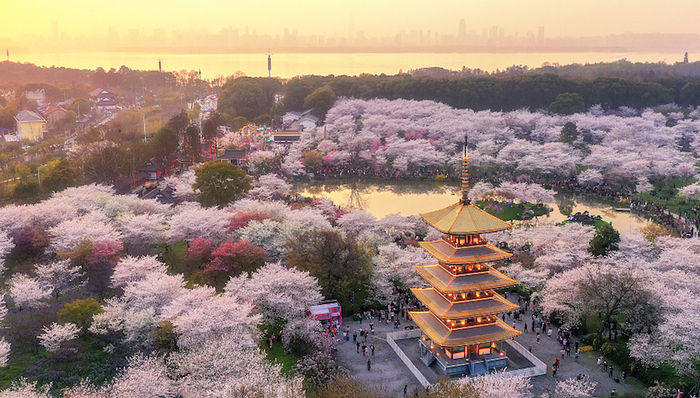 樱花季到了，“云赏樱”带你去感受这个春天的美丽