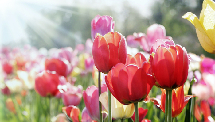 欧洲社会,天下故事