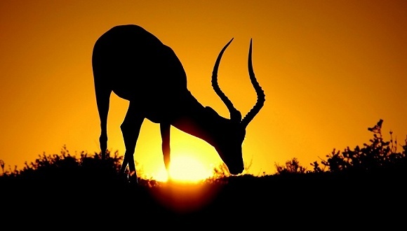 全面禁食野生动物决定出台“满月”，各地执行情况如何？