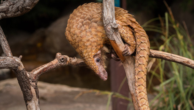 实验室,基因,武汉,发源,蝙蝠,穿山甲,一致性