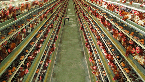 圣农发展,肉鸡,分红,负债