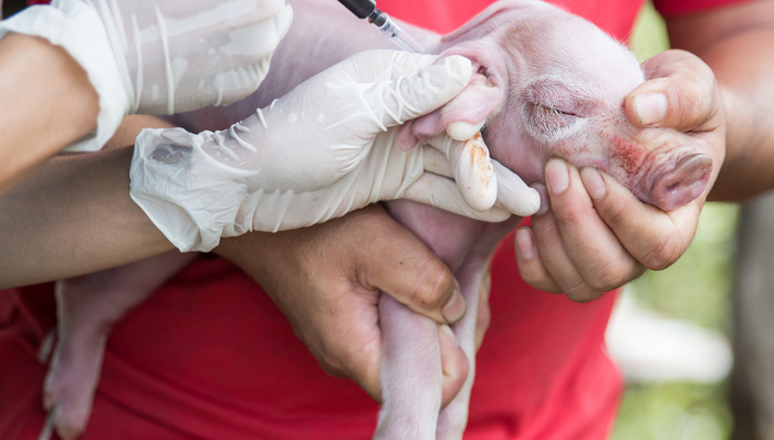 上市公司,生物股份