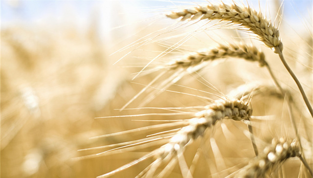 小麦条锈病近十年最重，专家：发病面积相对较小，但须引起高度重视