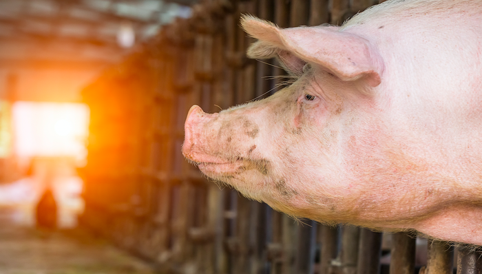 新希望,猪肉,禽类,生猪养殖,2019年年报,净利润,增长,融资,债券,非公开发行股票,贷款