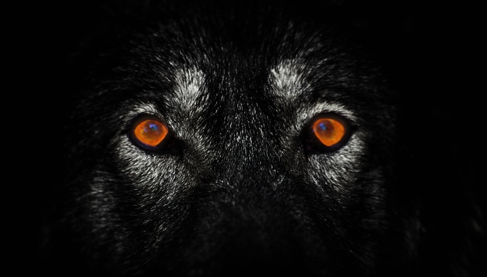 4月1日起证券公司外资股比限制取消，国内券商如何与“狼”竞争？