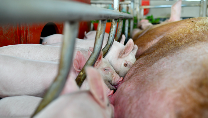 天邦股份,猪肉,一季度,上涨,仔猪,分析