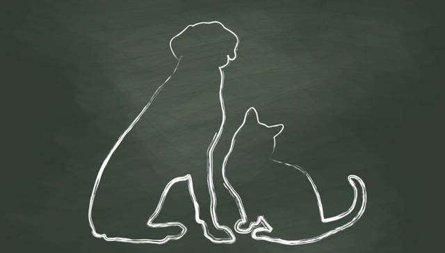 中国科学家发现：猫对新冠病毒高度易感