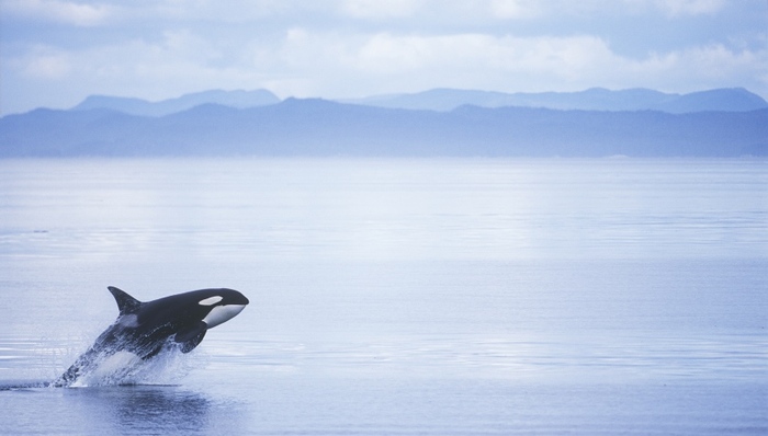我国科学家在南海首次发现鲸落