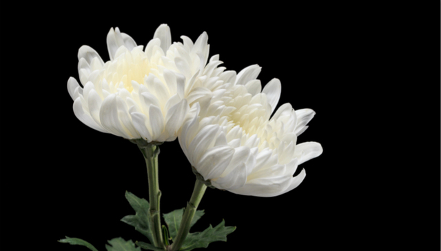 清明节,网上扫墓