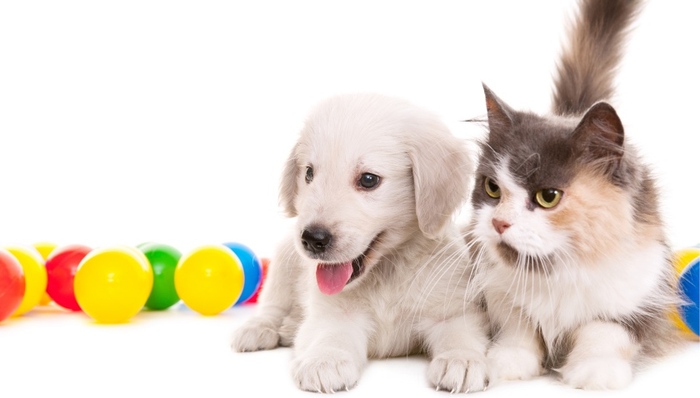 内地首个城市！深圳通过条例禁止食用猫狗