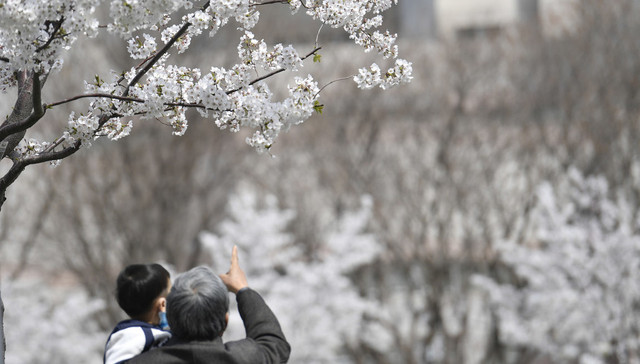清明国内旅游人数同比减少六成，自驾出行为主、周边游活跃