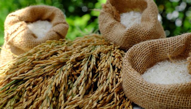 袁隆平：中国不会出现粮荒，金健米业连发9次风险提示，粮食股要凉？