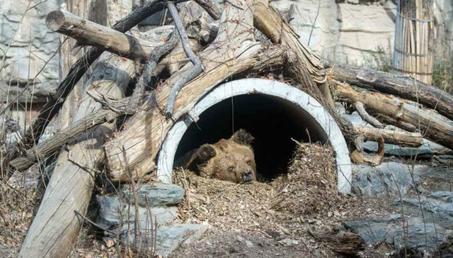 公众的关注是动物园进步的唯一动力：从北京动物园熊山说起