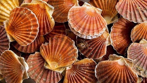 獐子岛,股东,质押