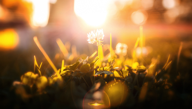 翔安区,商品有机肥,农时,蔬菜协会,光明日报,农业生产,惠翔优品,绿色通行证,绿叶菜,农业农村