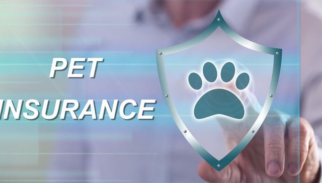 免费赠险产品联动，蚂蚁保险、大地保险新打法角逐宠物保险赛道