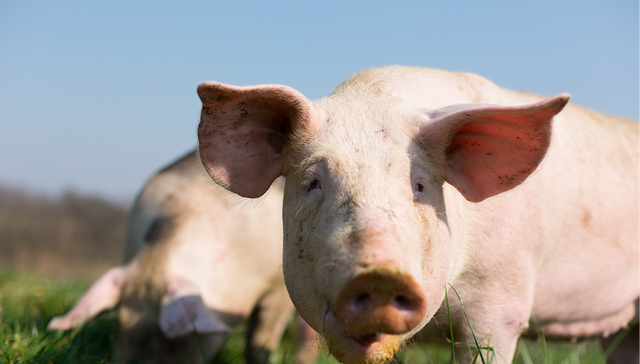 新五丰,2019年年报,扭亏为盈,业绩,生猪,猪肉,饲料,股东,股权质押,股权冻结,香港中央结算有限