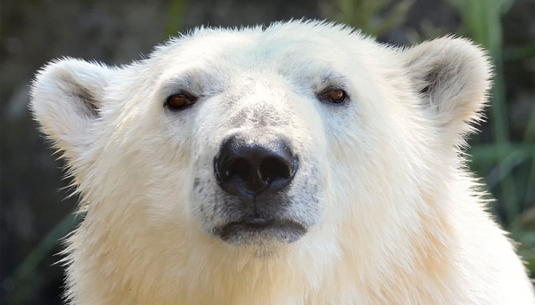 新冠肺炎,欧洲社会