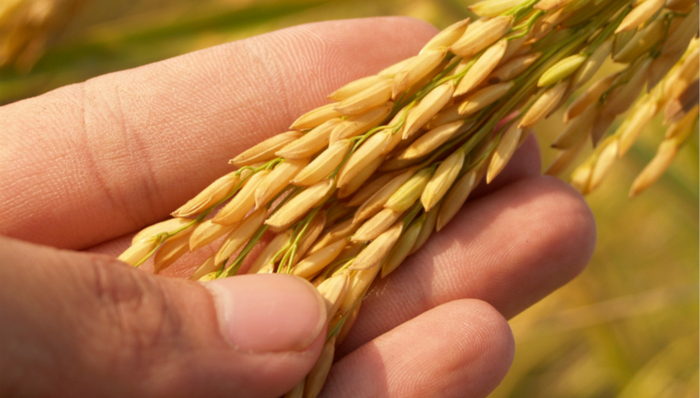 新型冠状病毒肺炎,疫情防控,粮食出口禁令,粮食安全,国际贸易