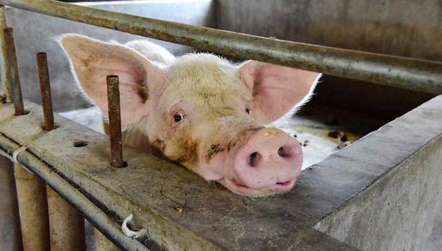 生猪,非洲猪瘟,沭阳县,农业农村,动物疫病,预防控制,外省,确诊,发病,疫情调查