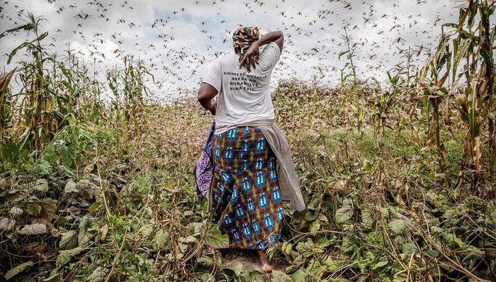 大饥荒,非洲社会,新冠肺炎