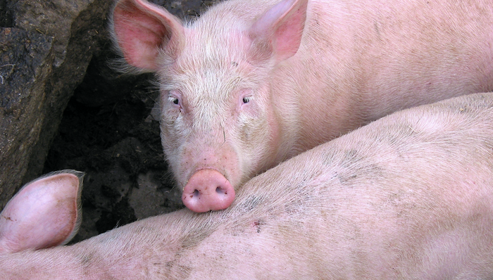 温氏股份,2019年年报,一季度报表,猪肉,上涨,北上资金,增持