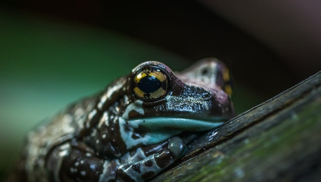 非洲爪蟾,验孕棒,核移植