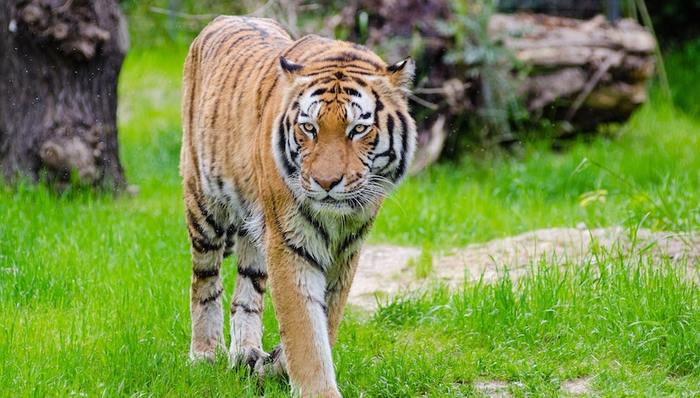 老虎,狮子,猫科,宠物,猿类