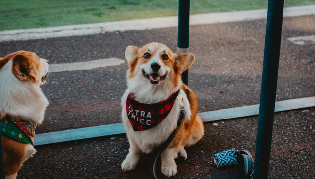 宠物经济,消费趋势,垂直电商