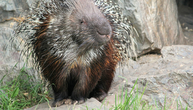 Porcupine farmers forced to abandon their game