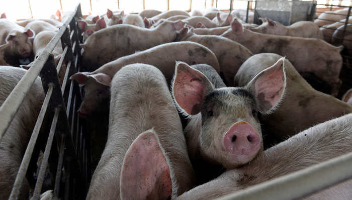 呈阳性,图源,群体感染,猪肉,核酸检测,新冠,检测结果,病毒检测,华盛顿邮报,肺炎