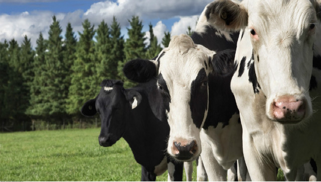 三分钟看财报| 借钱买利润？拆解新希望乳业史上最大并购