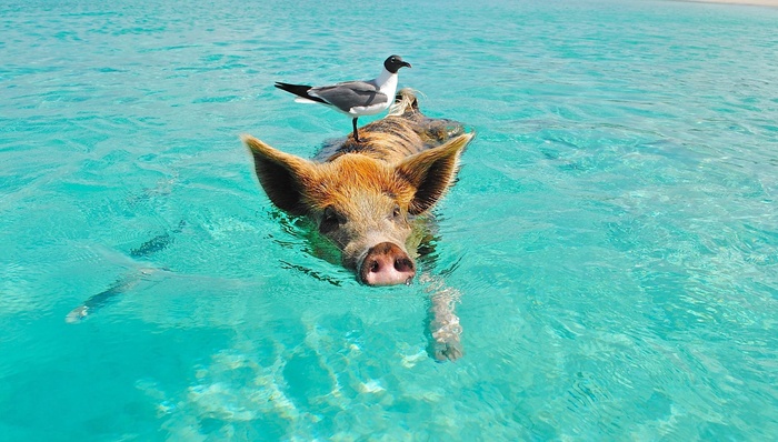 万科,猪肉,消费