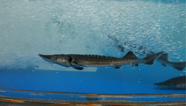 中华鲟，长江流域，濒危动物
