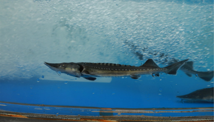 中华鲟，长江流域，濒危动物