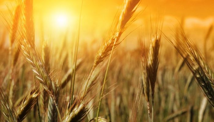 天下故事,粮食安全