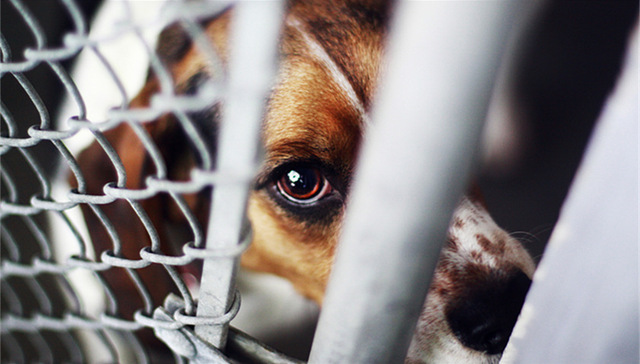 两会看法 | 全国人大代表建议制定反虐待动物法，情节严重的追究刑责