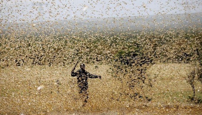 印度,粮食安全,亚洲社会