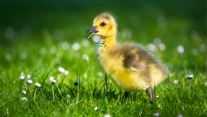 宠物经济,消费趋势,社交媒体