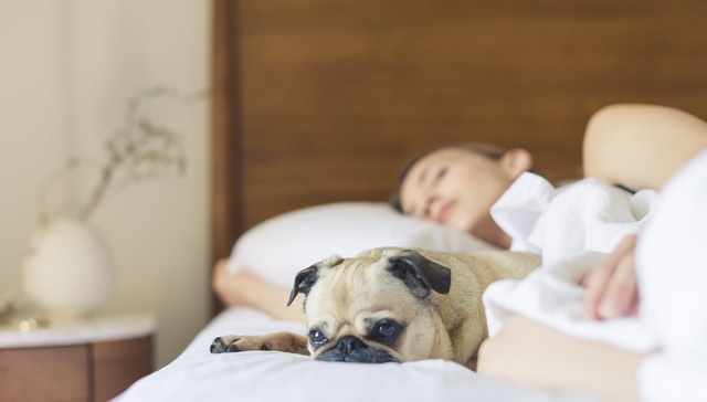 睡眠,学习,大脑