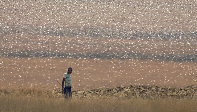 蝗灾肆虐疫情加剧，非洲是否会出现粮荒？