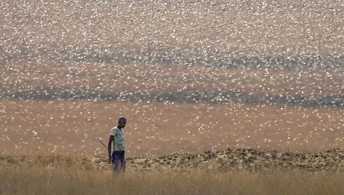天下故事,非洲社会,粮食安全