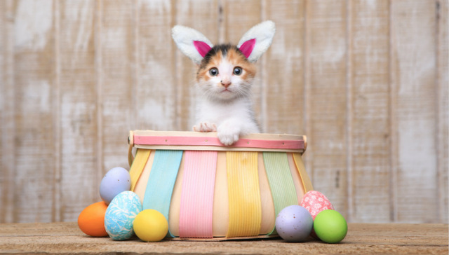 IPO雷达| 依依股份冲刺“宠物尿不湿第一股”，毛利率垫底，卖不动还要扩产能