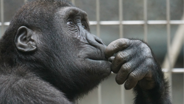 在线旅游,途牛,商业模式,业绩,股价