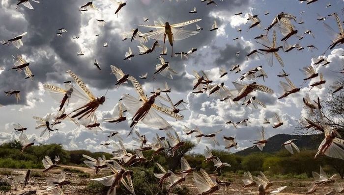 蝗虫