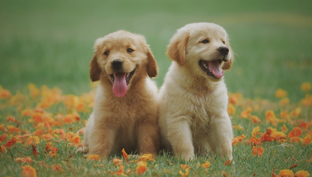 消费,宠物,投资